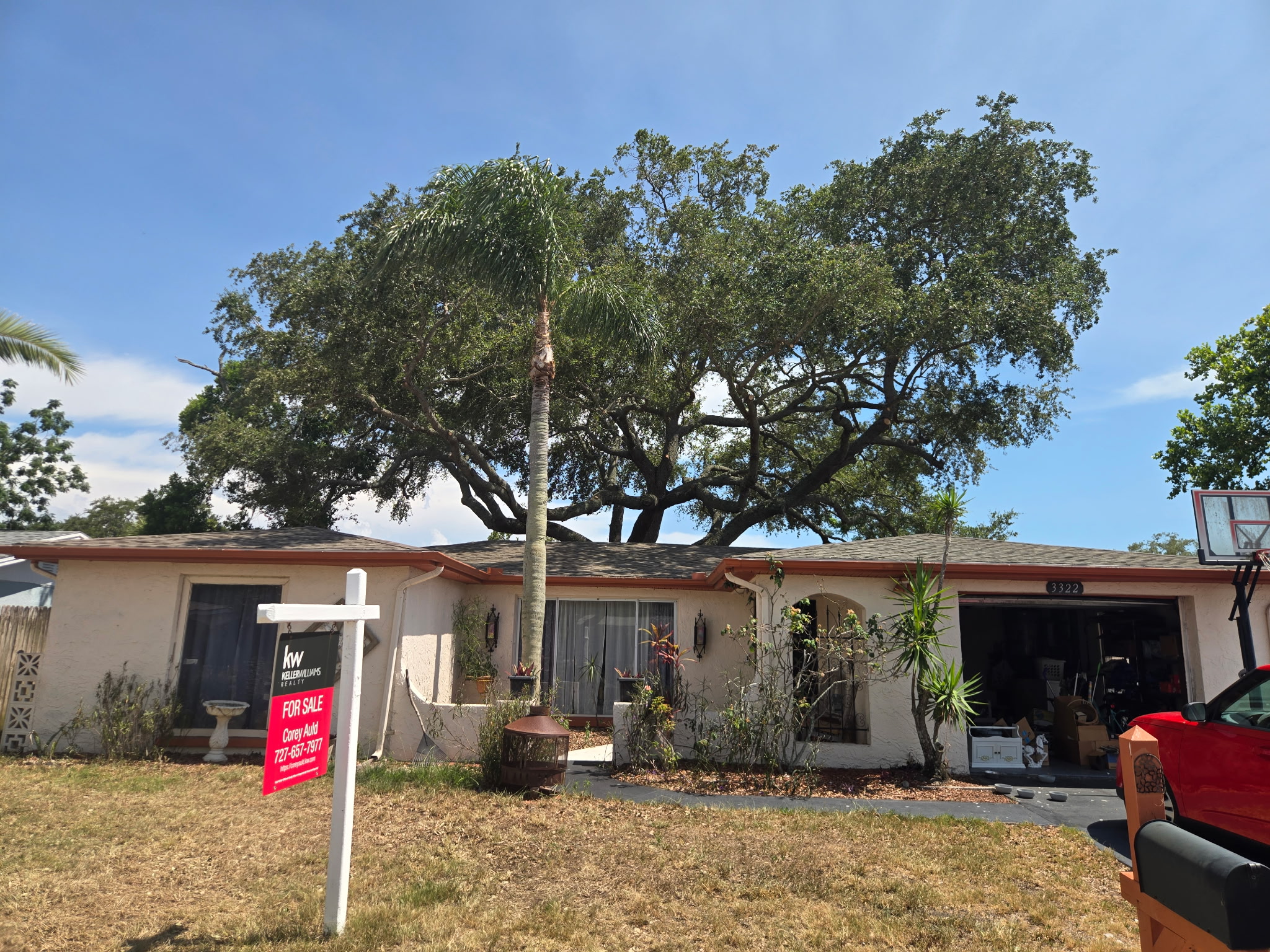 Large oak tree after pruning in Holiday, Florida