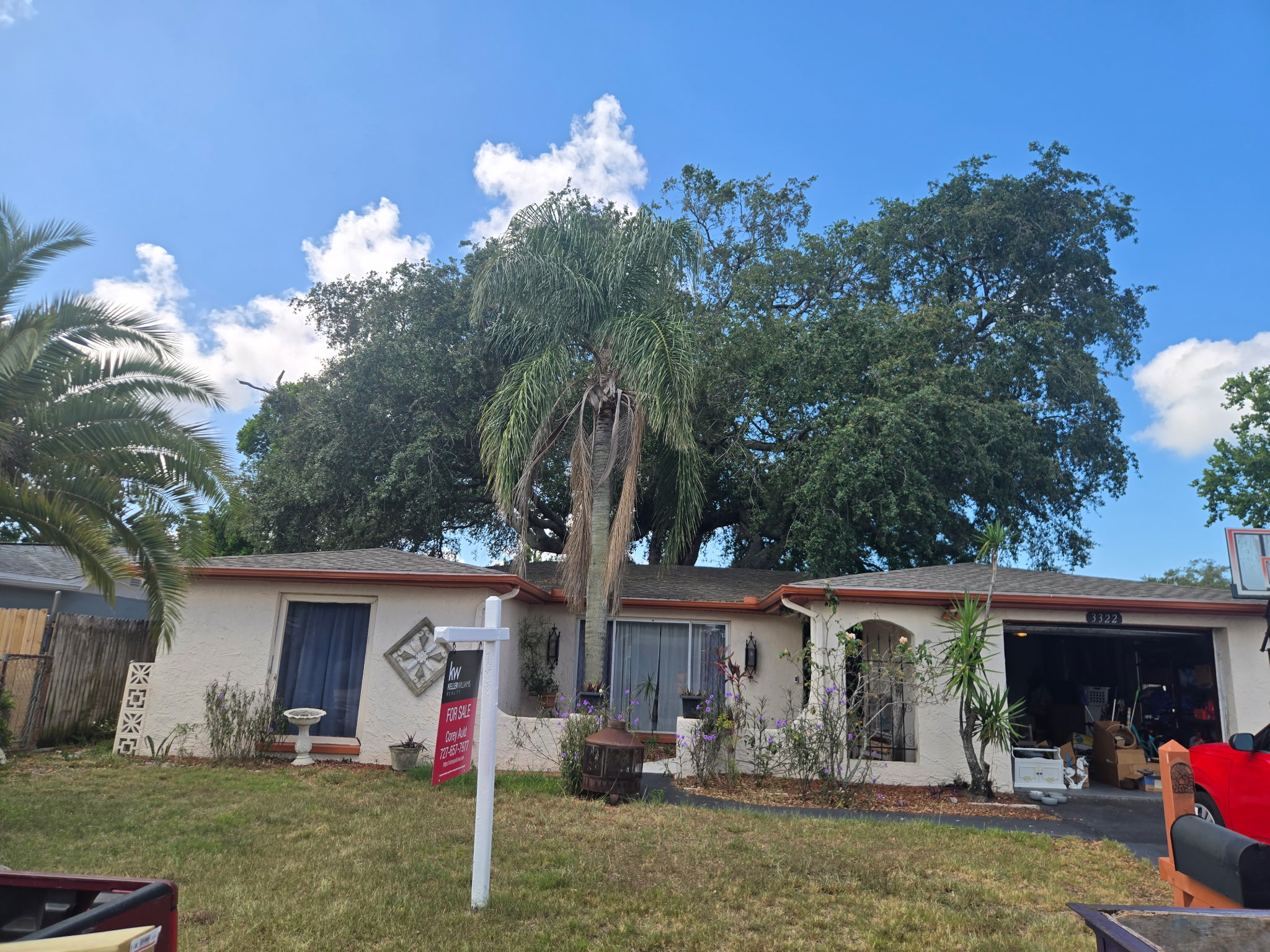 Large oak tree before pruning in Holiday, Florida
